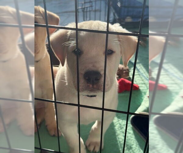 Medium Photo #2 Mutt Puppy For Sale in St. Louis Park, MN, USA