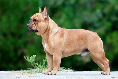 Medium Photo #9 French Bulldog Puppy For Sale in BROOKLYN, NY, USA