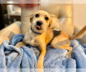 Mutt Dogs for adoption in Visalia, CA, USA