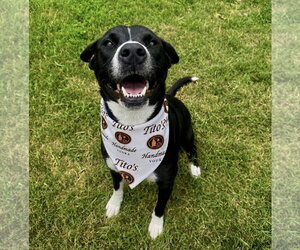 Borador Dogs for adoption in Houston, TX, USA