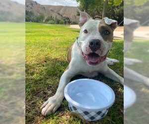 American Pit Bull Terrier-Unknown Mix Dogs for adoption in Ventura, CA, USA