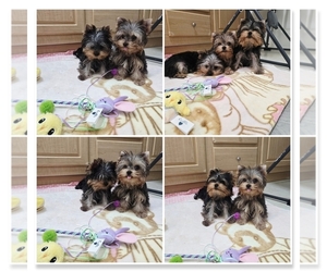Yorkshire Terrier Puppy for sale in LITTLEROCK, CA, USA
