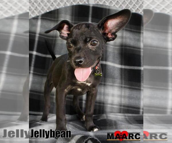Medium Photo #1 Chihuahua-Unknown Mix Puppy For Sale in Maryville, TN, USA
