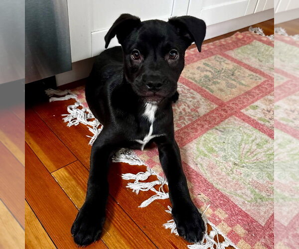 Medium Photo #6 Labrador Retriever-Unknown Mix Puppy For Sale in Canton, CT, USA