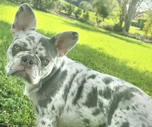 Mother of the French Bulldog puppies born on 03/05/2026