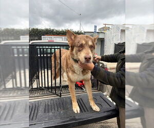 Siberian Husky-Unknown Mix Dogs for adoption in Stockton, CA, USA