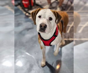 Beau - Male Bullboxer Pit Dog for Adoption - Photo #4