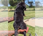Small Photo #11 Bernedoodle (Miniature) Puppy For Sale in SACRAMENTO, CA, USA