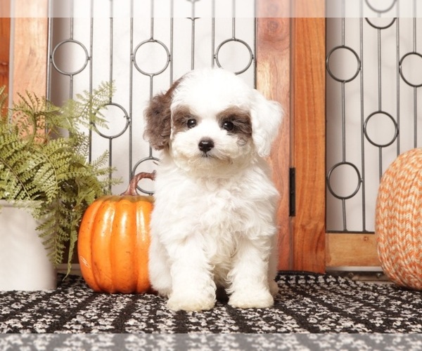 Medium Photo #1 Poodle (Miniature) Puppy For Sale in NAPLES, FL, USA