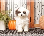 Small Poodle (Miniature)