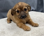 Small Photo #14 Chiweenie Puppy For Sale in SAINT AUGUSTINE, FL, USA