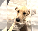 Puppy Gray English Cream Golden Retriever-Golden Labrador Mix