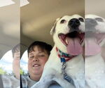 Small #10 English Setter-Labrador Retriever Mix