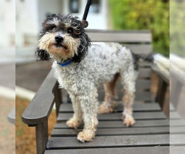 Medium Photo #1 Poodle (Miniature)-Unknown Mix Puppy For Sale in Long Beach, CA, USA