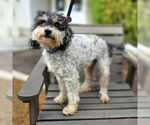 Small Poodle (Miniature) Mix
