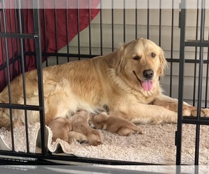 Mother of the Golden Retriever puppies born on 04/18/2025