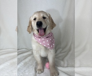 English Cream Golden Retriever Puppy for sale in GREENFIELD, IN, USA