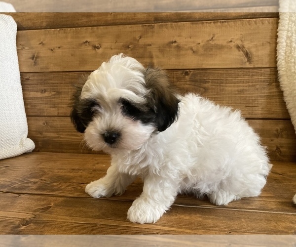 Medium Photo #4 Maltipoo Puppy For Sale in LITHIA, FL, USA