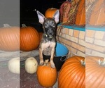 Small Photo #11 Belgian Malinois Puppy For Sale in HOUSTON, TX, USA
