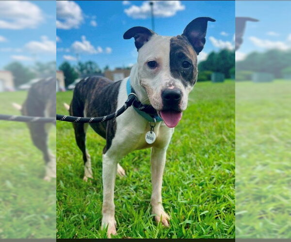 Medium Photo #2 Mutt Puppy For Sale in Forestville, MD, USA