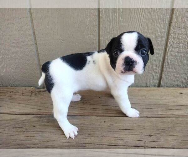Medium Photo #2 Boston Terrier Puppy For Sale in PECULIAR, MO, USA