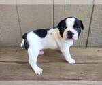 Small Photo #2 Boston Terrier Puppy For Sale in PECULIAR, MO, USA