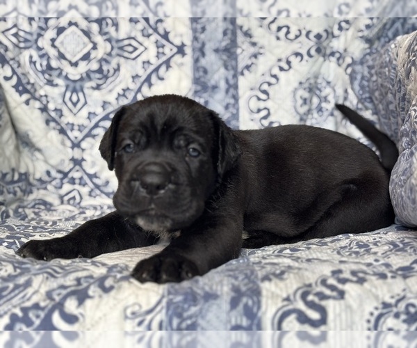 Medium Photo #4 Cane Corso Puppy For Sale in NEWTON, NJ, USA