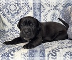 Small #3 Cane Corso