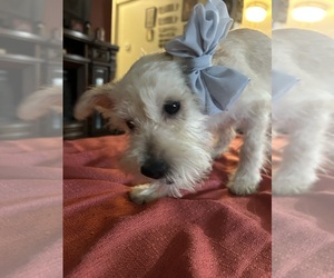 Mauzer Puppy for sale in TACOMA, WA, USA