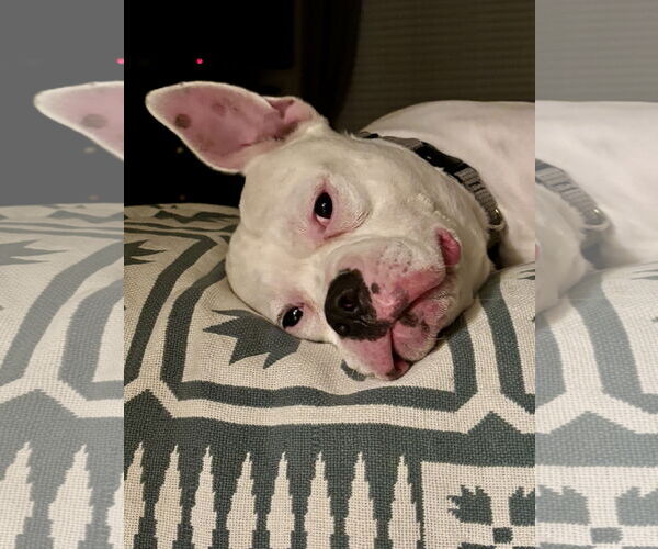 Medium Photo #3 Bullypit Puppy For Sale in Valrico, FL, USA