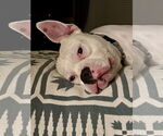 Small #2 Bullypit