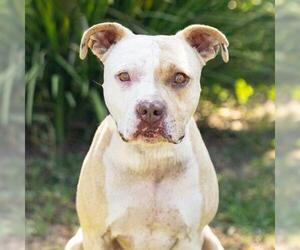 Mutt Dogs for adoption in Camarillo, CA, USA
