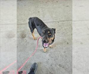 Rottweiler-Unknown Mix Dogs for adoption in Texas City, TX, USA