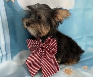 Yorkshire Terrier Puppy for sale in CENTER HILL, FL, USA