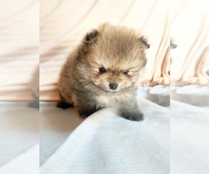 Pomeranian Puppy for sale in DAWSONVILLE, GA, USA