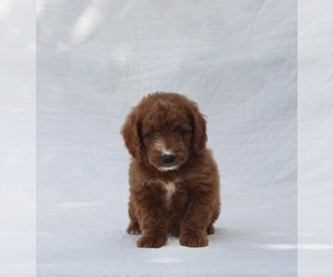 Goldendoodle (Miniature) Puppy for sale in SUGARCREEK, OH, USA