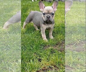 French Bulldog Puppy for sale in TAMPA, FL, USA