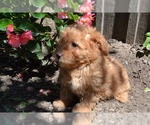 Puppy Liberty Poodle (Miniature)