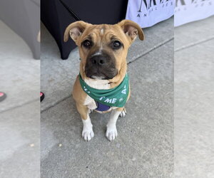 Boxer-Unknown Mix Dogs for adoption in Shermans Dale, PA, USA