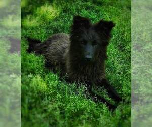 German Shepherd Dog Puppy for sale in HOLLAND, VA, USA