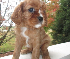 Cavalier King Charles Spaniel Puppy for sale in STRATFORD, WI, USA