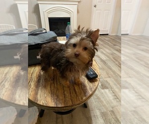 Yorkshire Terrier Puppy for sale in LIVINGSTON, LA, USA