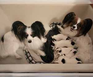 Papillon Puppy for sale in TARPON SPRINGS, FL, USA