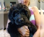 Small Photo #1 Bouvier Des Flandres-Poodle (Standard) Mix Puppy For Sale in LAKELAND, FL, USA