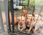 Small Photo #2 Dogue de Bordeaux Puppy For Sale in BETHANY, MO, USA