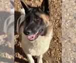 Small #1 Akita Mix
