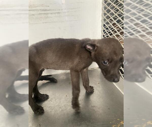 Medium Photo #1 American Pit Bull Terrier Puppy For Sale in Bakersfield, CA, USA