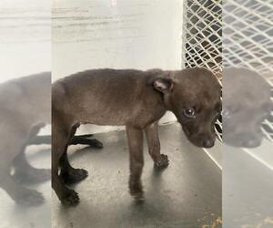 American Pit Bull Terrier Dogs for adoption in Bakersfield, CA, USA