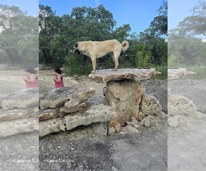 Mother of the Anatolian Shepherd puppies born on 06/17/2025