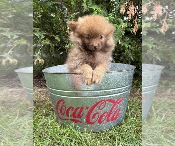 Medium Photo #4 Pomeranian Puppy For Sale in MIDDLEBURY, IN, USA